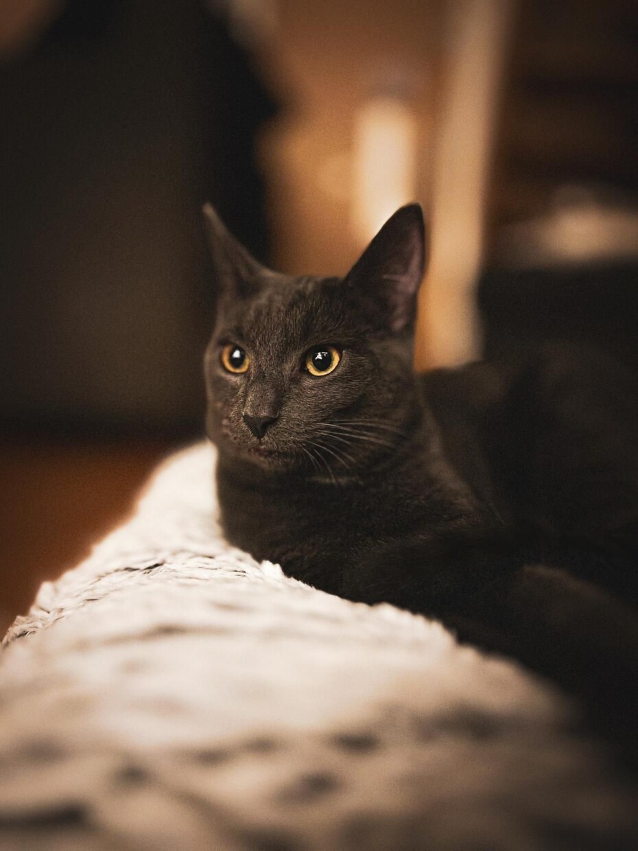 Kater Karl hat eine Tierkrankenversicherung von ONESTY